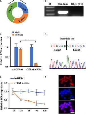 Novel circGFRα1 Promotes Self-Renewal of Female Germline Stem Cells Mediated by m6A Writer METTL14